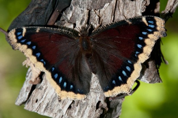 Бабочка траурница японская