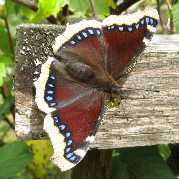 Нимфалис Антиопа траурница