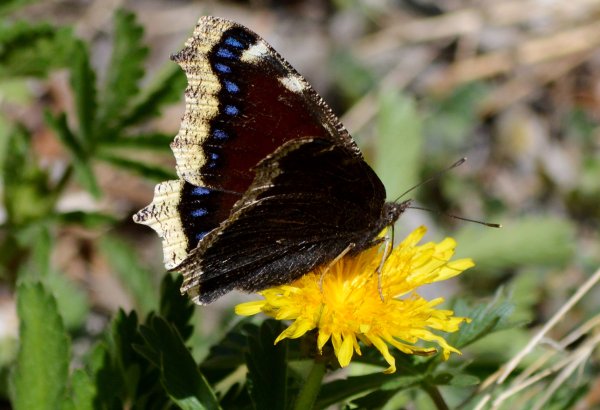 Бабочка Нимфалис Антиопа траурница
