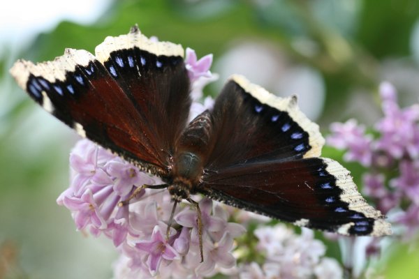 Vanessa antiopa бабочка