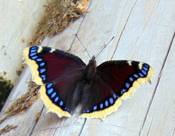 Бабочка траурница траурница