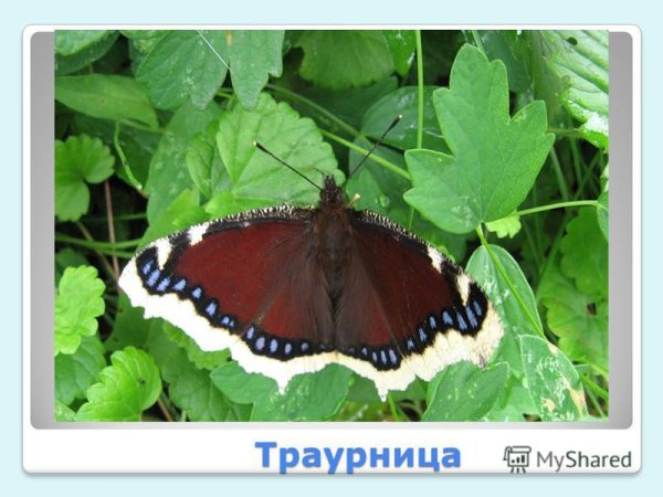 Траурница бабочка окружающий мир