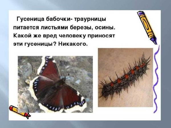 Гусеница траурница питается