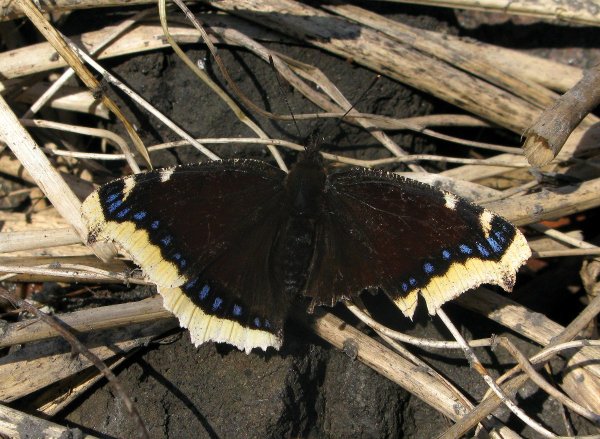 Нимфалиды траурница