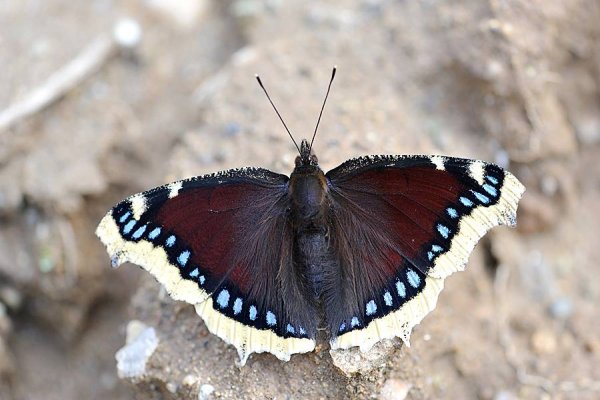 Бабочка Нимфалис Антиопа траурница