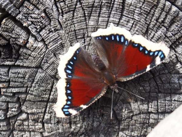 Черная бабочка траурница