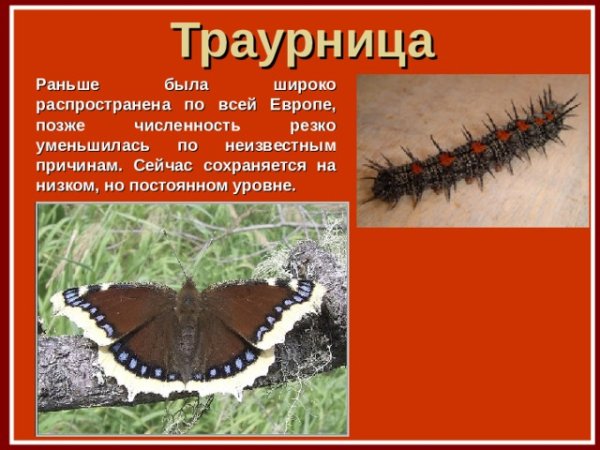 Лягушка траурница