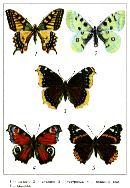 Бабочки Адмирал,Махаон,траурница