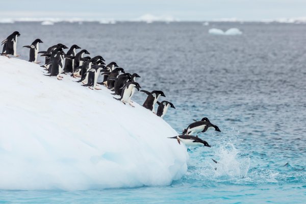 Пингвины Disneynature