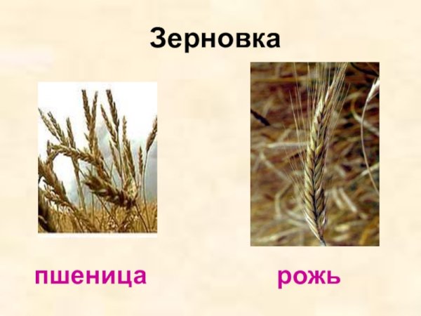 Рожь и пшеница