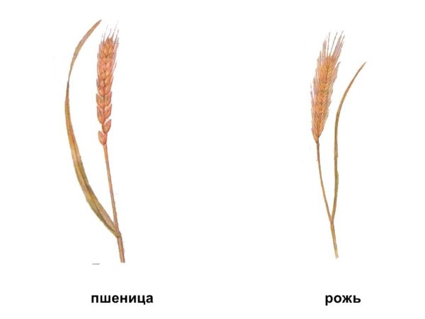 Отличия пшеницы от ржи