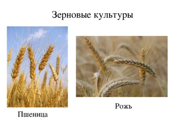 Рожь и пшеница отличия