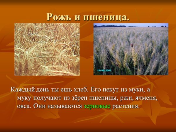 Рожь дикорастущее или культурное растение