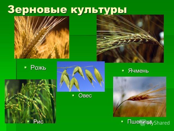 Ячмень культура зерновая
