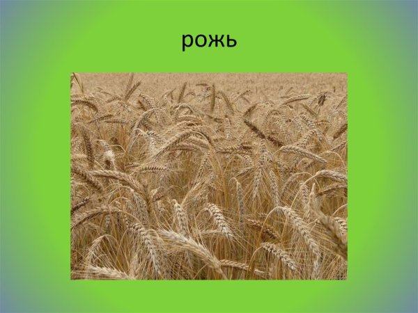 Рожь класс