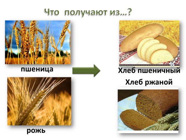 Хлебные зерновые культуры