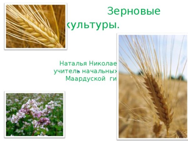 Зерновые культуры окружающий мир
