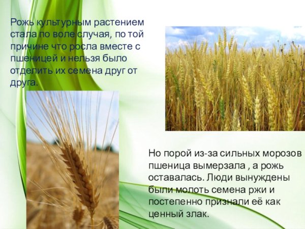 Культурные растения рожь пшеница