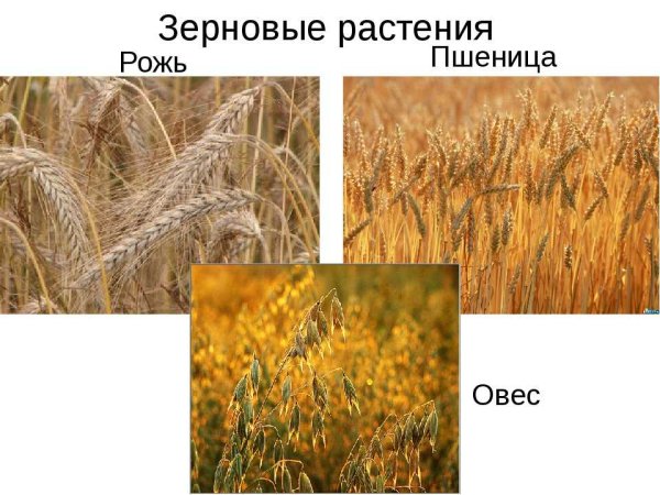 Хлебные злаковые культуры