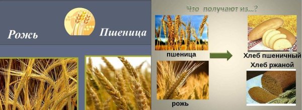 Сравнение ржи и пшеницы