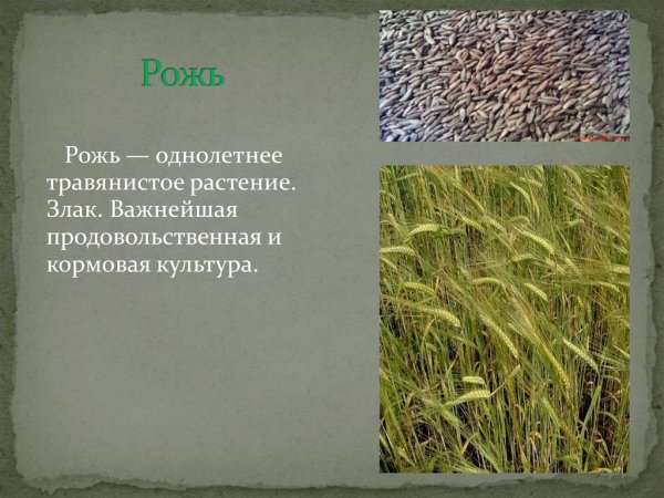 Зерновые растения презентация