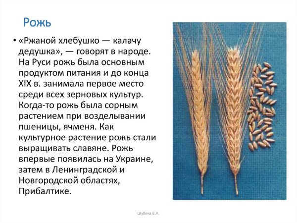 Сообщение о зерновых культурах