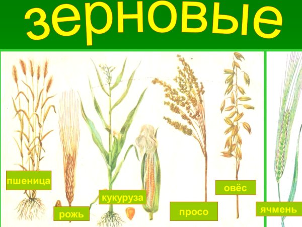 Рис гречиха просо зерновые культуры