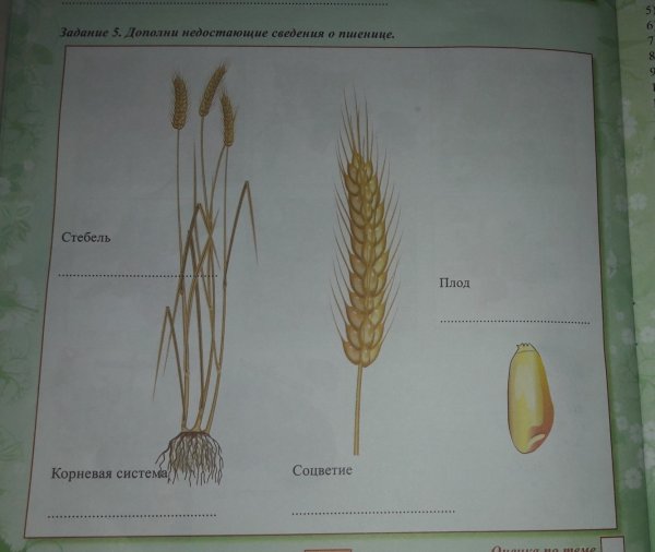Строение злака пшеницы