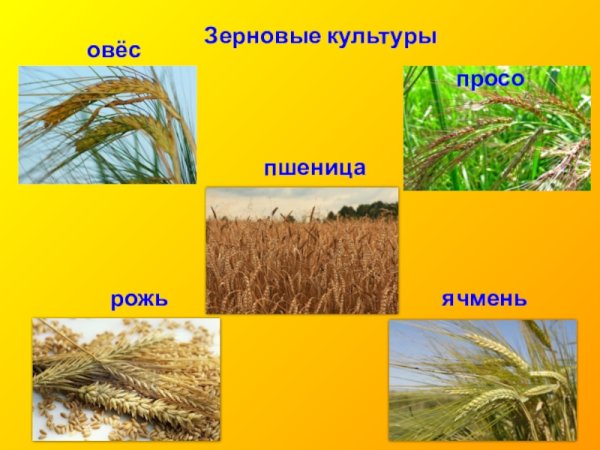 Основная зерновая культура пшеница овес рожь