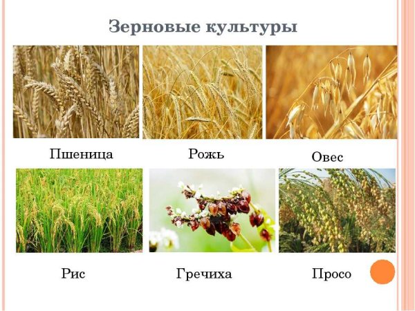 Пшеница ,рис, рожь,сорго,просо,овес,ячмень
