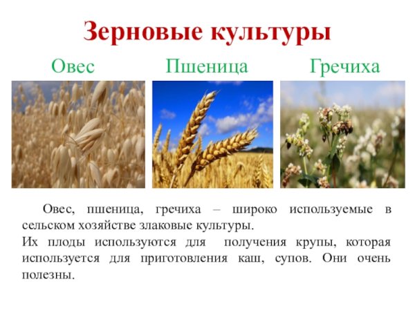 КУЛЬТУРНЫЕРАСТЕНИЯ зерное