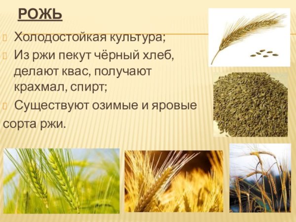 Рожь характеристика