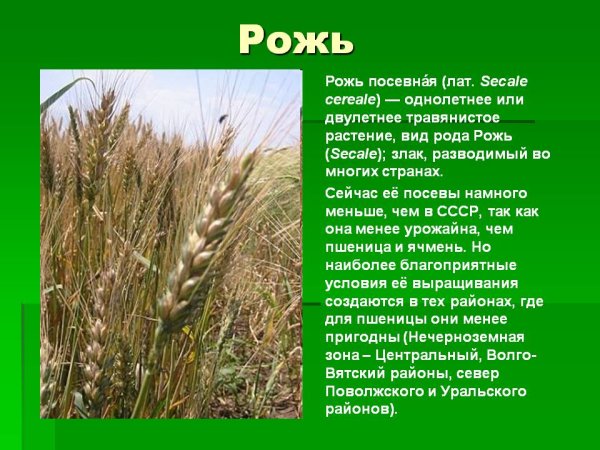 Культурные растения зерновые культуры