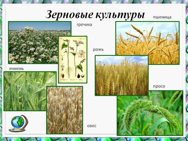 Растения зерновых культур