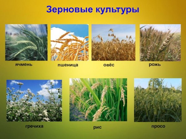 Пшеница рожь ячмень овес