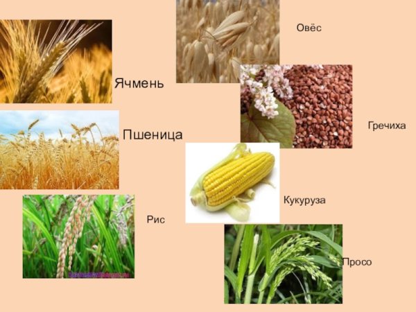 Пшеница рис кукуруза ячмень овёс проссо