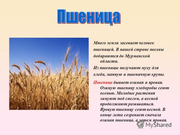 Пшеница культурное растение