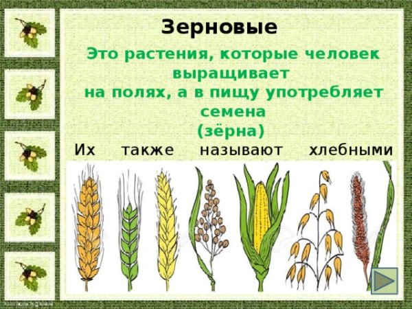 Зерновые культуры которые относятся к хлебным злакам