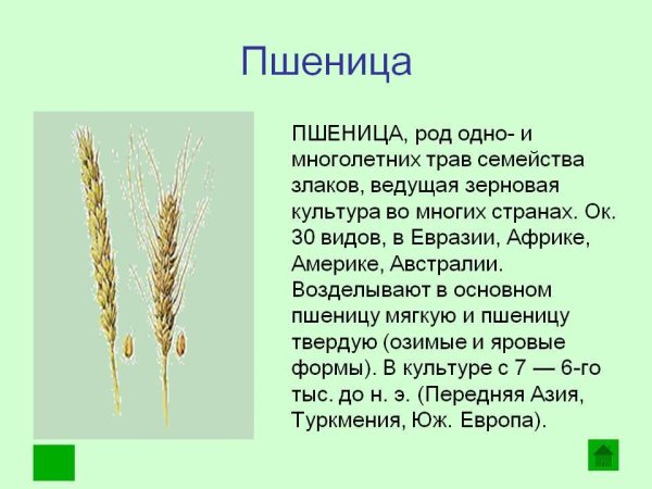 Пшеница краткое описание
