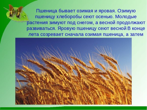 Рассказ о пшенице