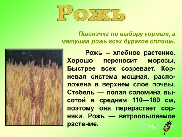 Доклад про рожь
