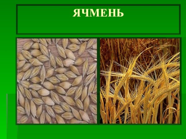 Ячмень Яровой зернофуражный