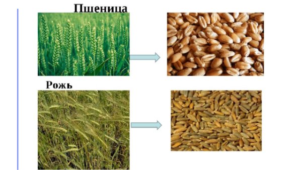 Рожь и пшеница отличия