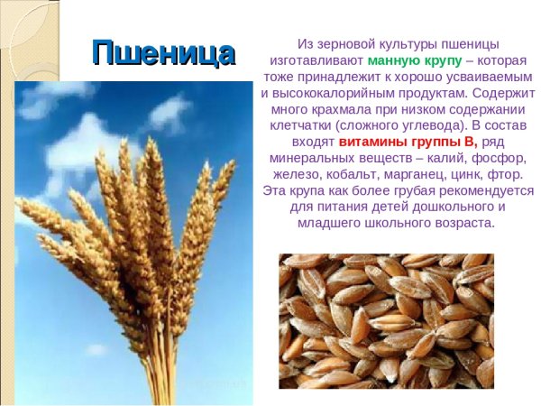 Зерновые культуры для дошкольников