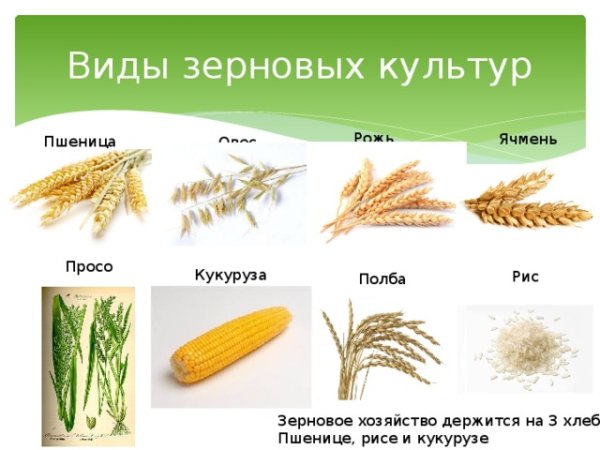 Пшеница рис кукуруза ячмень овёс проссо