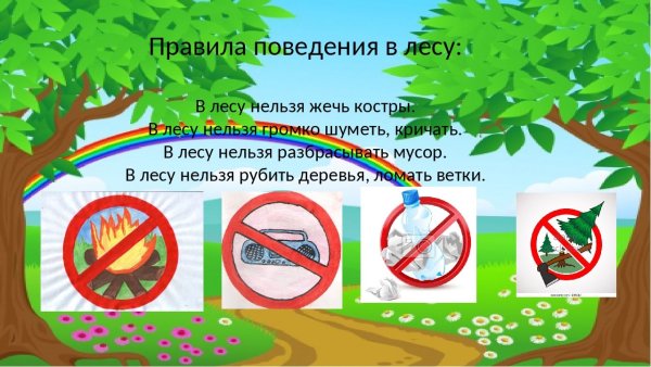 Правила поведения в лесу нельзя