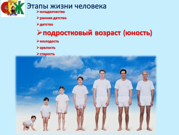 Стадии жизни человека