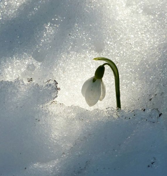 Весна под снегом