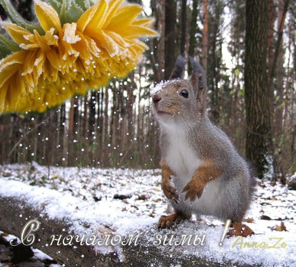 С началом зимы красивые