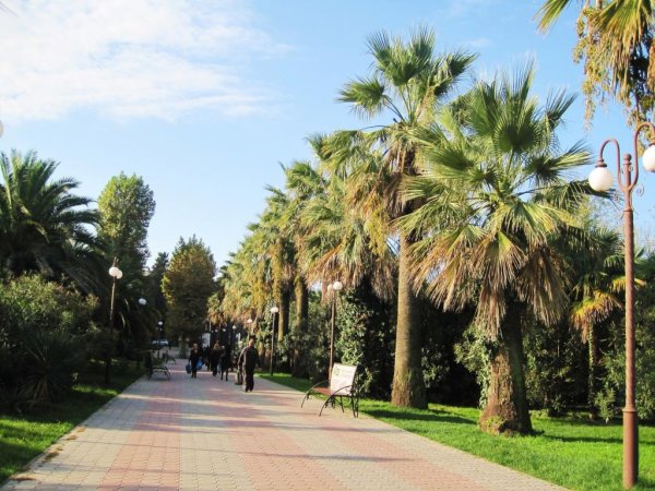 Сочи пальмы Имеретинка